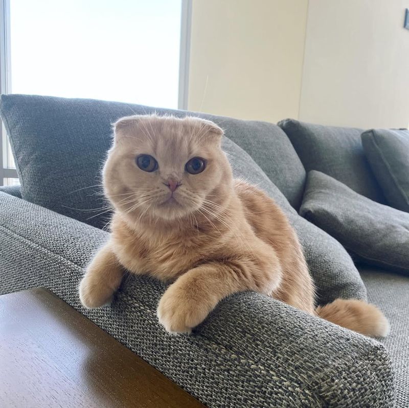Scottish Fold