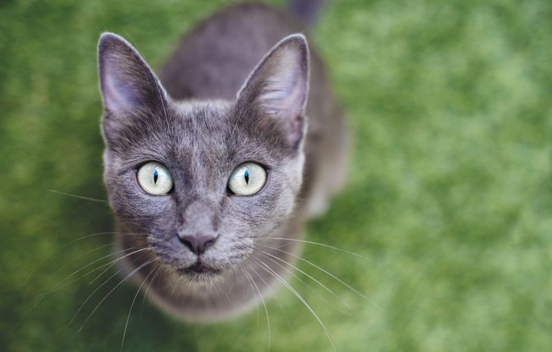 Russian Blue