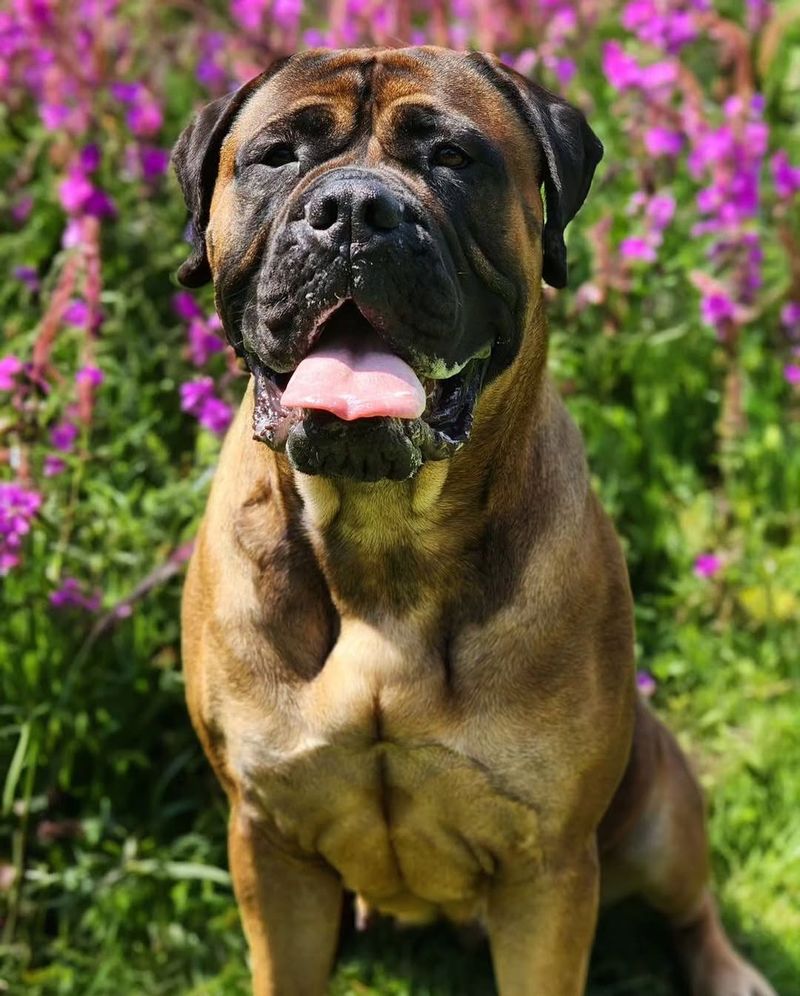 Bullmastiff