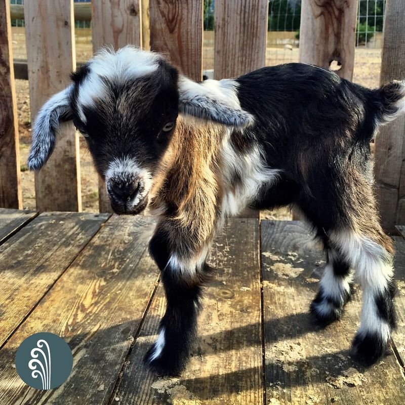 Fainting Goat