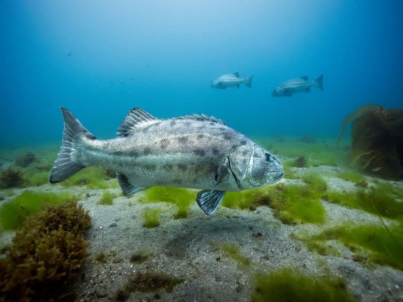 Sea Bass