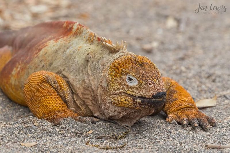 Galápagos Land Iguana