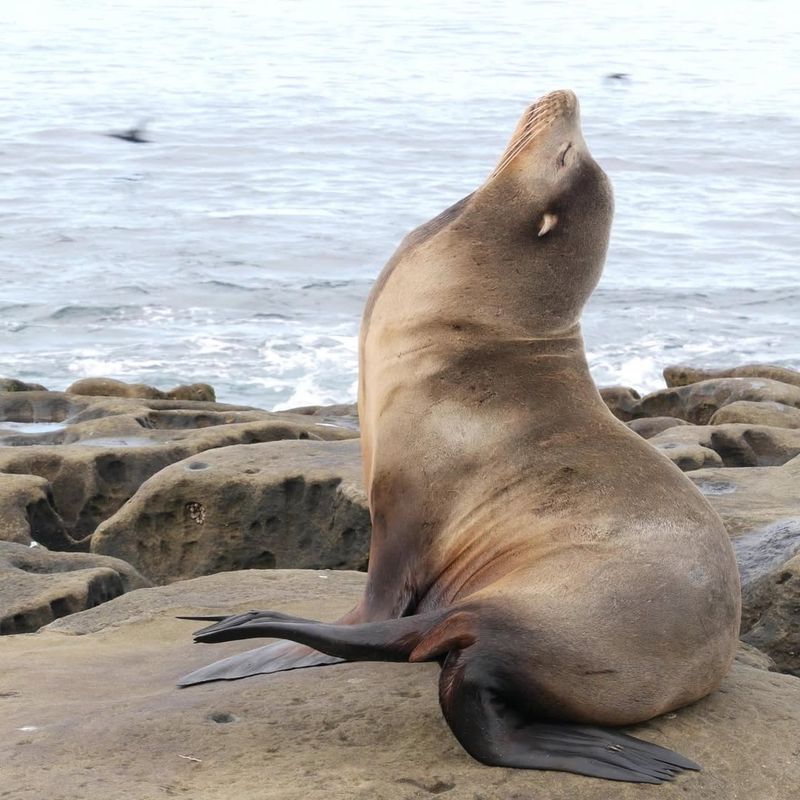 Sea Lions
