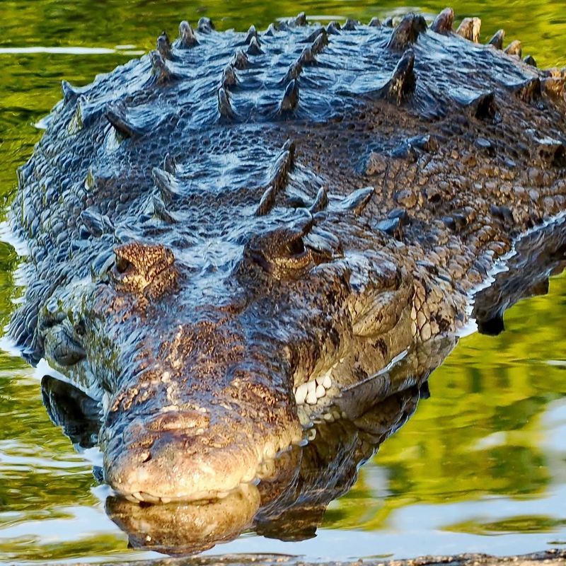 American Crocodile