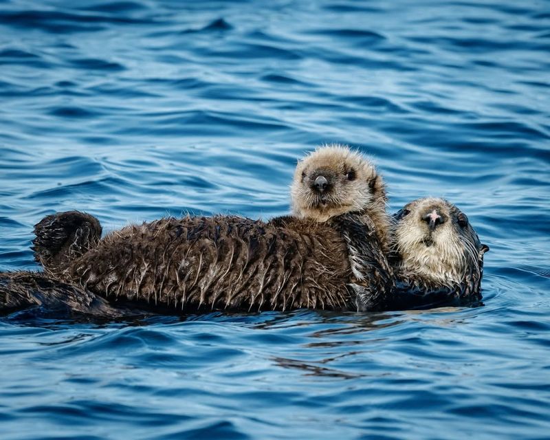Sea Otters