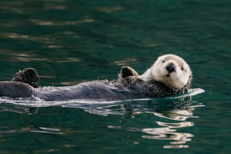 Sea Otters