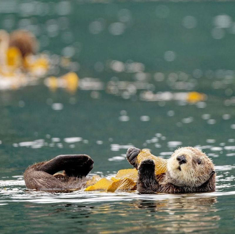 Sea Otters And Climate Change