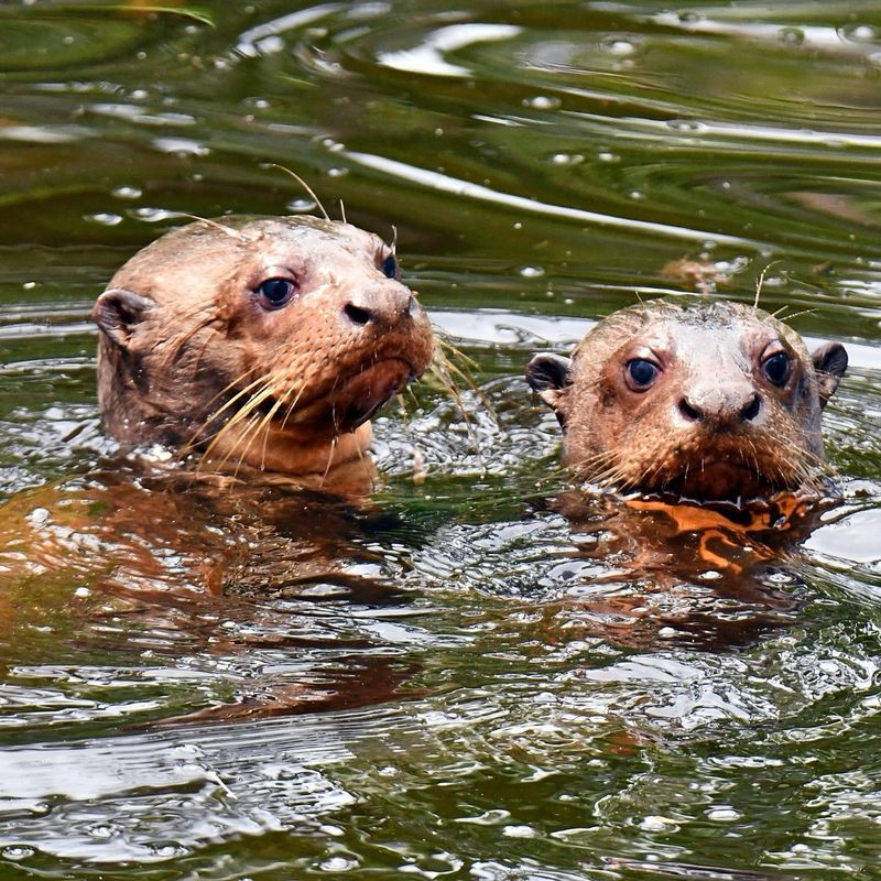 Sea Otters And Ecotourism