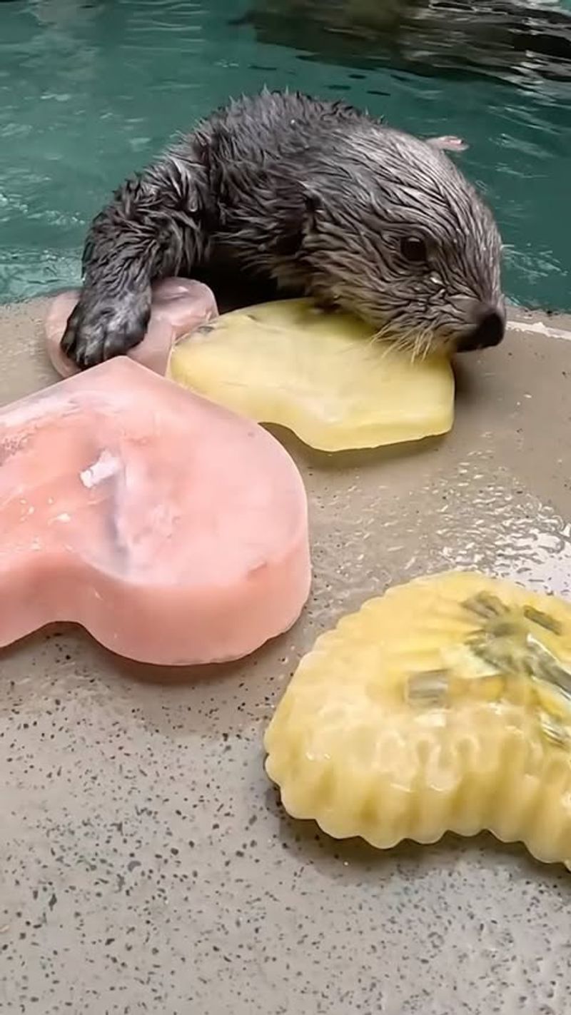 Sea Otters And Educational Programs