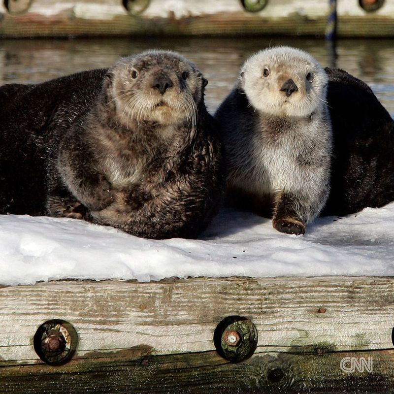 Sea Otters And Human Interaction