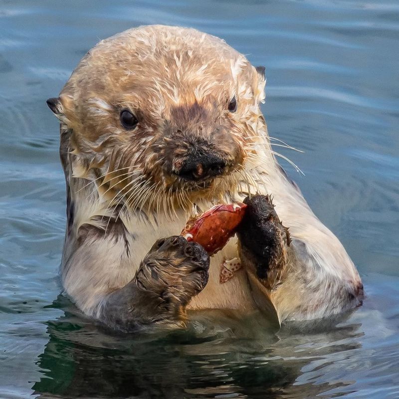 Sea Otters Have A Favorite Rock