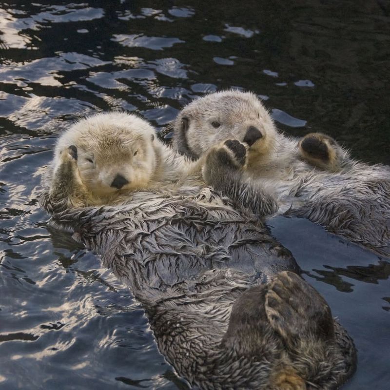 Sea Otters Hold Hands While Sleeping