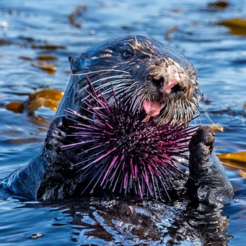 Sea Otters’ Influence On Marine Ecosystems