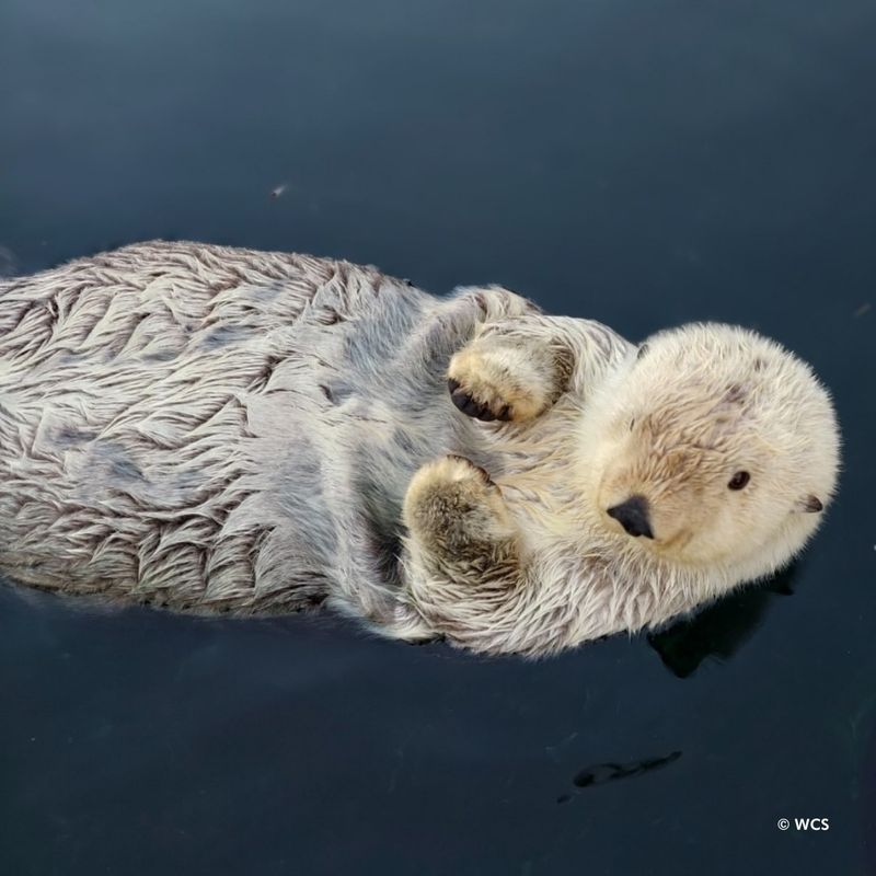 Sea Otters’ Powerful Sense Of Smell