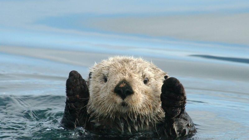 Sea Otters