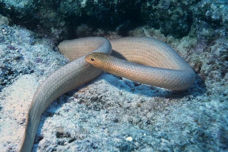 Sea Snakes