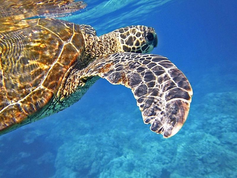 Sea Turtle Symphonies