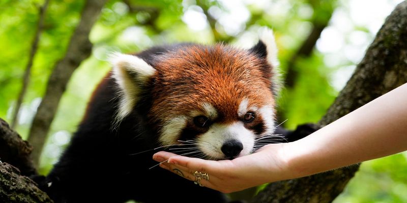 Red Panda