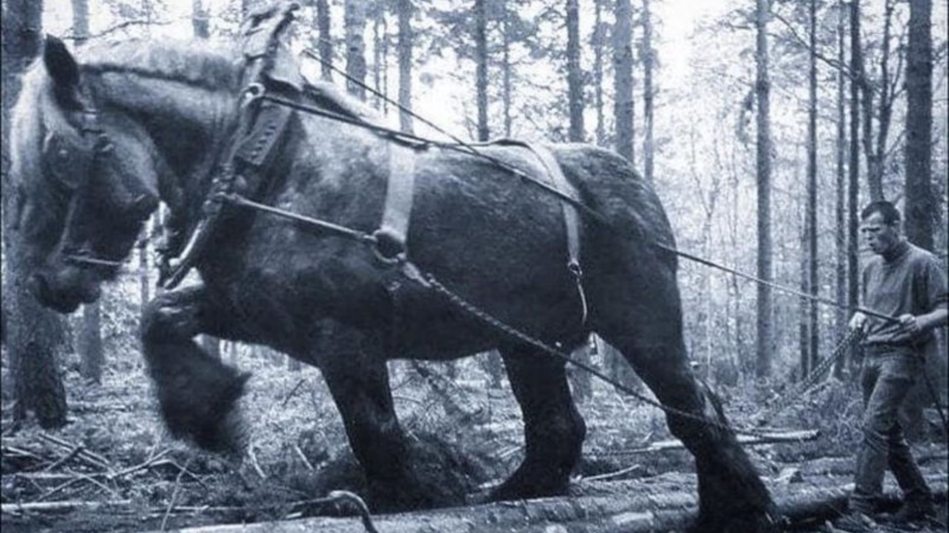 See ‘Sampson’ – The Largest Horse Ever Recorded