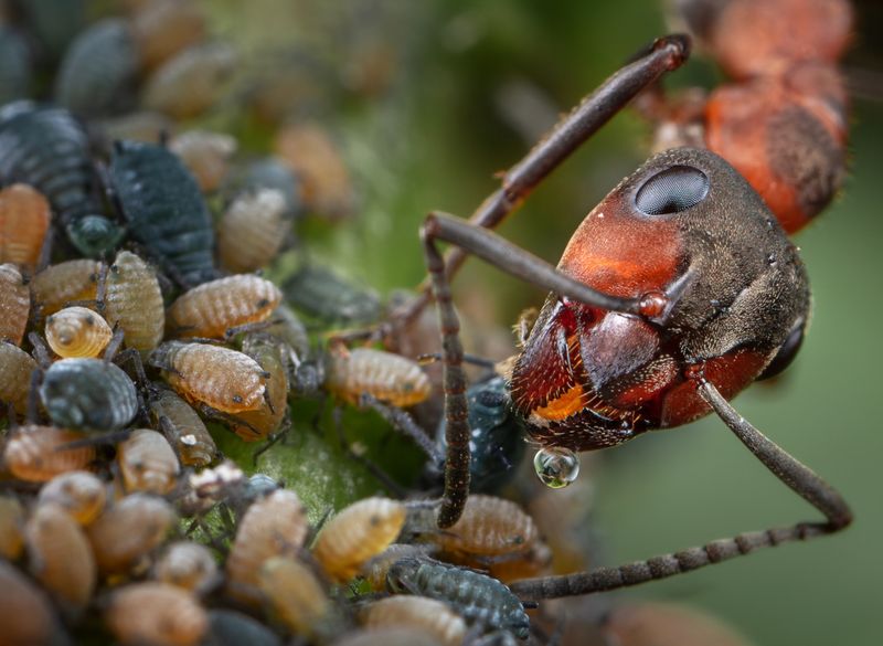 Mutualistic Relationships With Aphids