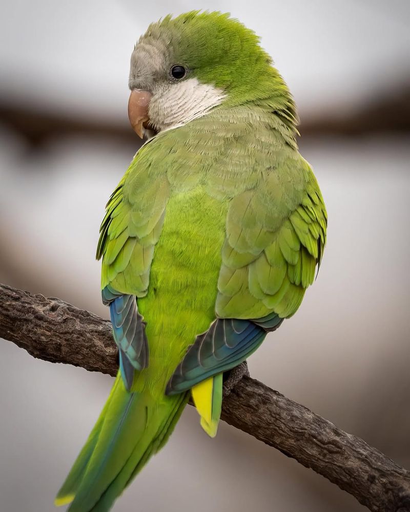 Quaker Parrot