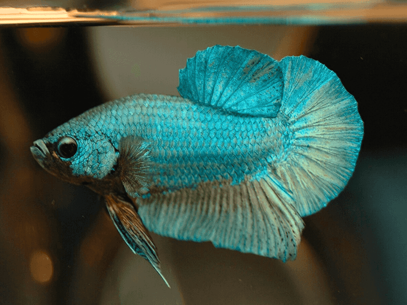 Sensitivity To Water Conditions