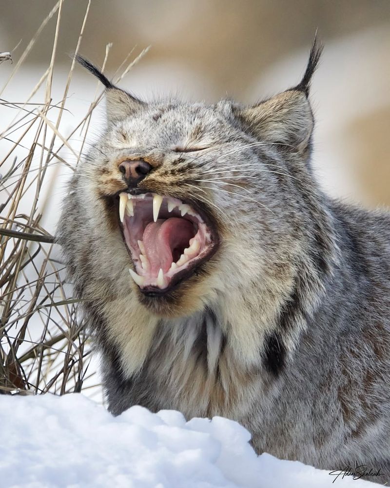 Eurasian Lynx