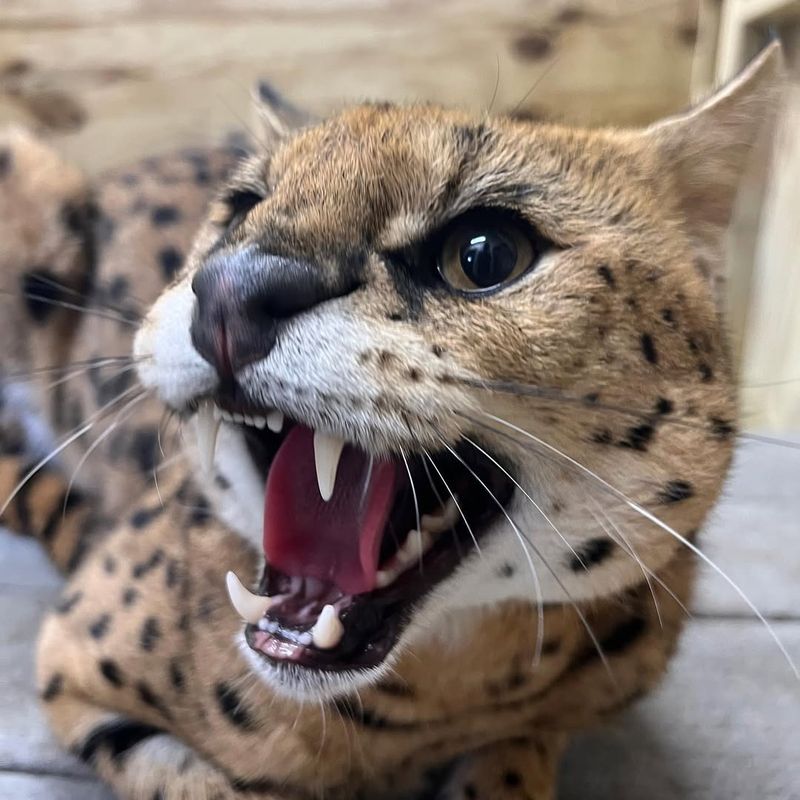 Serval