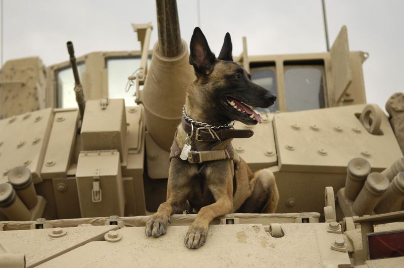 Heroic Dogs In War