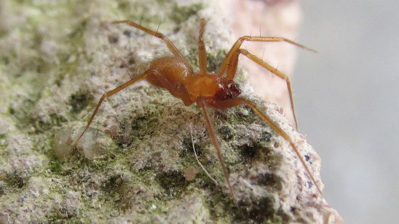 Horrid Ground-Weaver – The Rare Jewel