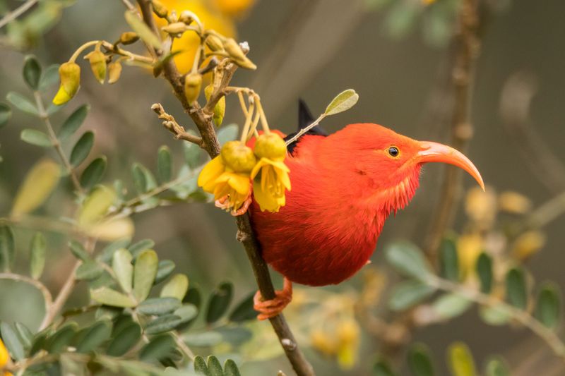 Kākāwahie