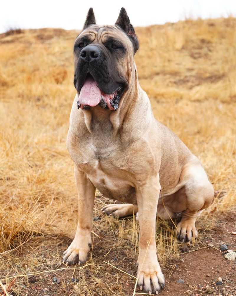 Mastiff