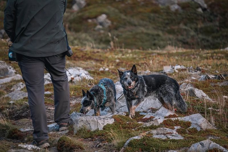 Shared Adventures