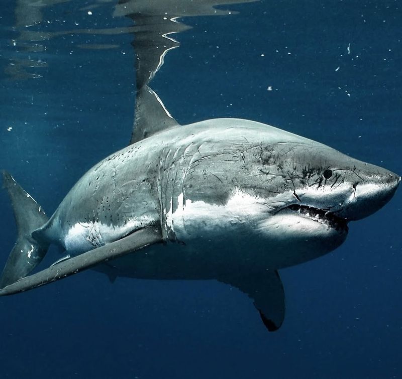 Sharks