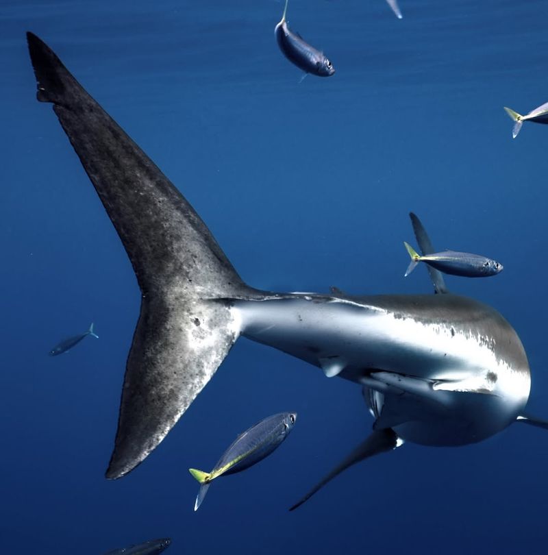 Sharks Are Abundant