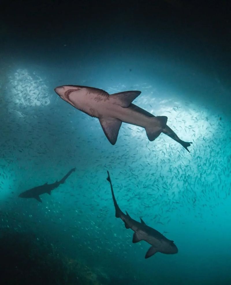 Sharks Are Ancient And Unchanging