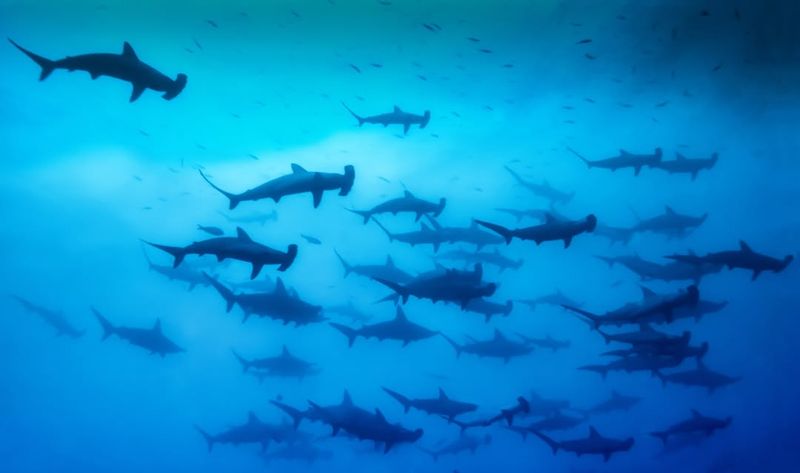 Sharks Are Everywhere