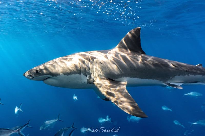 Sharks Are Invincible