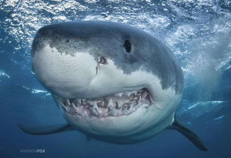 Sharks Attack Without Warning