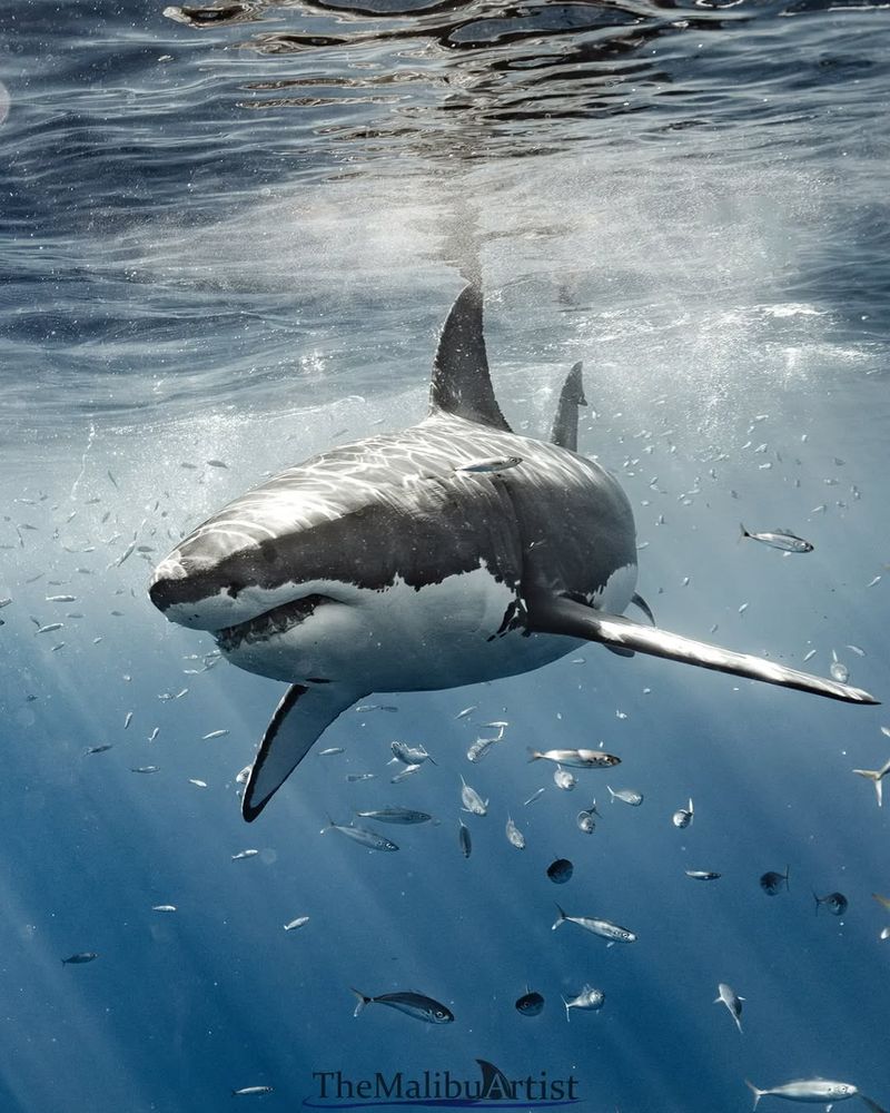 Sharks Eat People