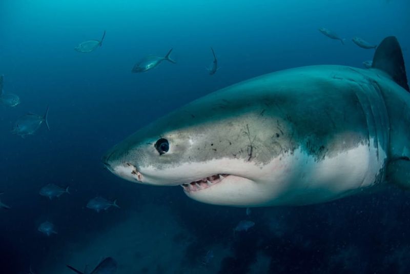 Sharks Have Poor Vision