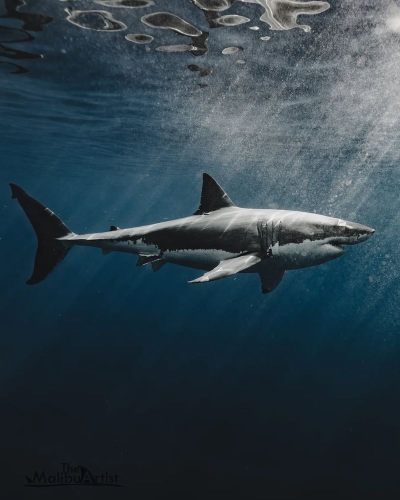 Sharks Need To Keep Moving