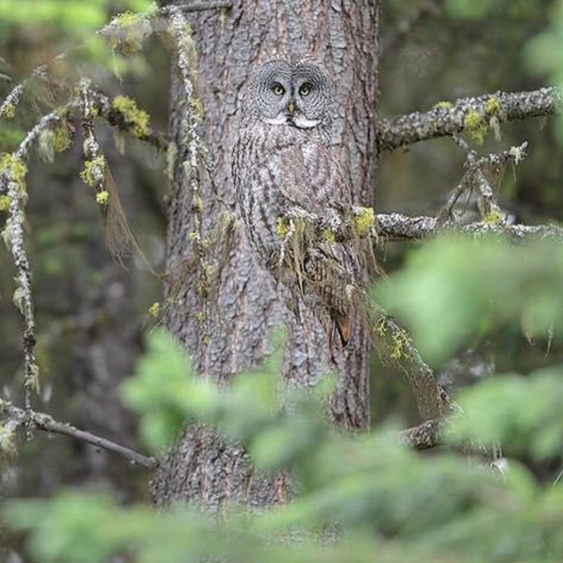 Camouflage Plumage