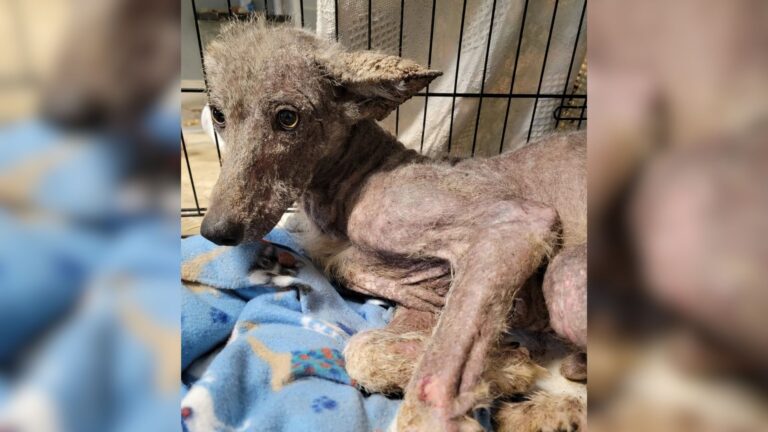 stray dog in crate