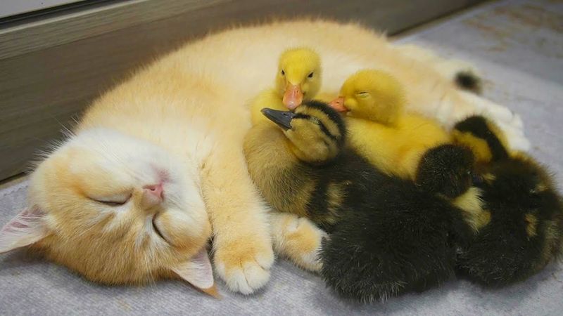 Cat And Duckling