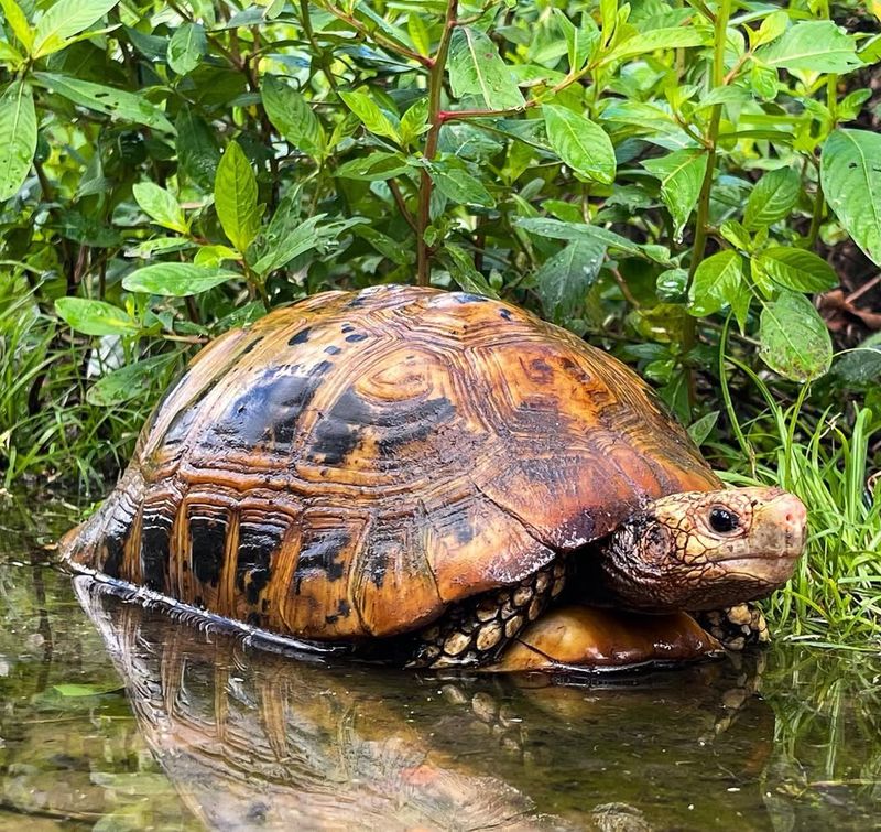 Shell Growth Reflects Age