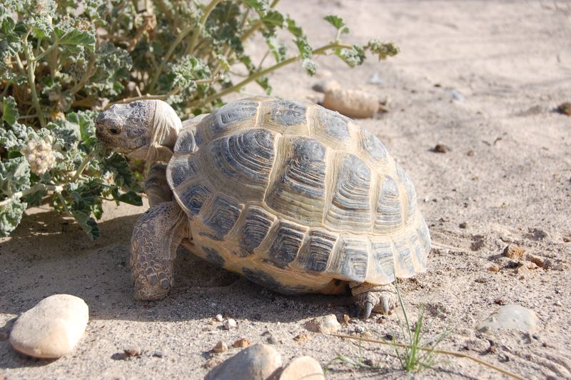 Shells Provide Camouflage