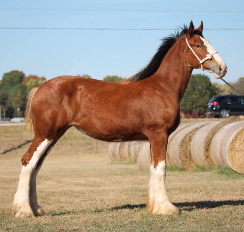 Clydesdale