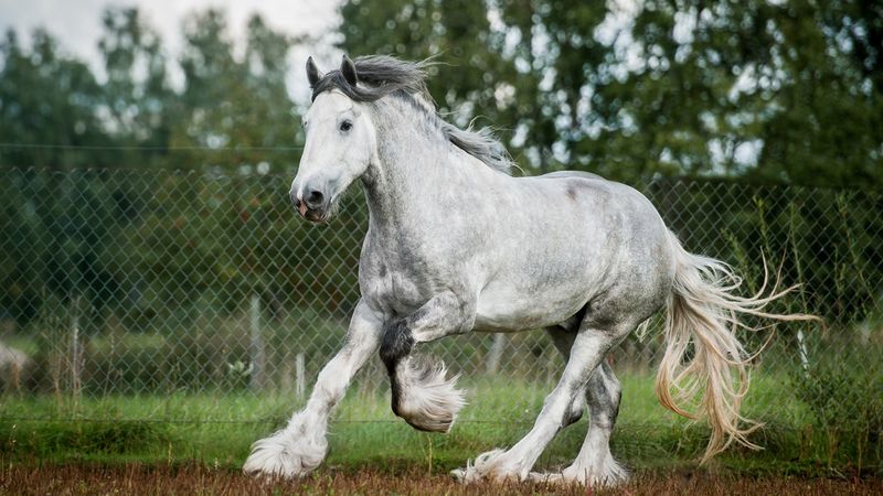 Shire - The Regal Draft Horse