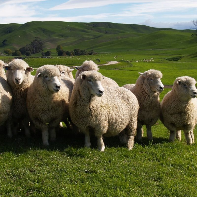 Romney Sheep